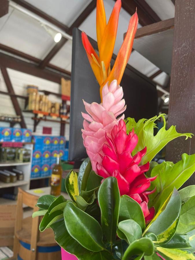 Rosa Solarium 97 Apartment แซนต์-อาน ภายนอก รูปภาพ